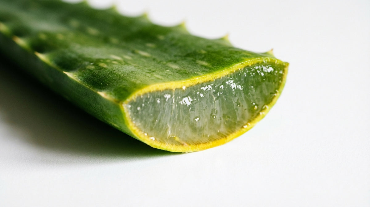 Is Aloe Toxic? What the Science Says About Aloe Vera Safety for Skin and Ingestion